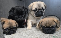 Mixed Breed dogs for sale: Pug x pekingese - Image 5