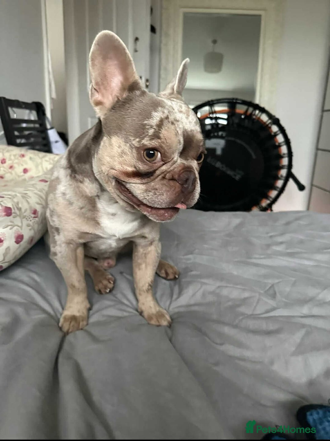 French Bulldog dogs for stud: Charlie available for stud - Image 2