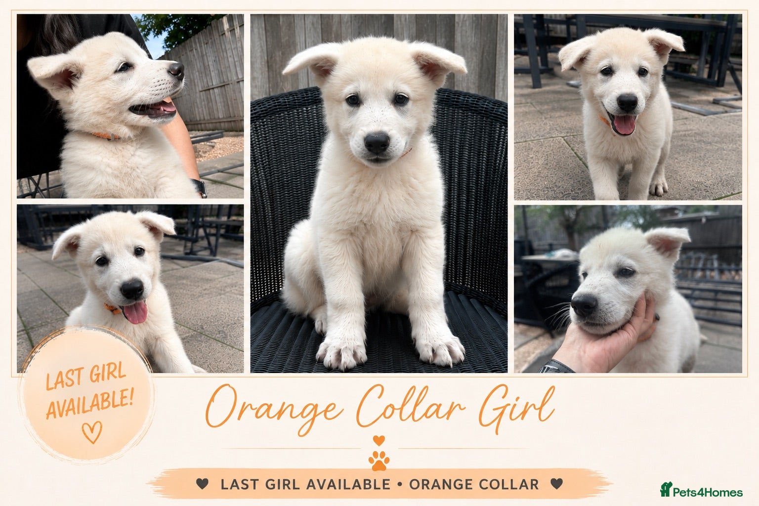 White Swiss Shepherd dogs 🏆KC WSS Champion Bloodline stunning puppies - Advert 1