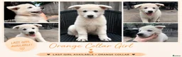 White Swiss Shepherd dogs for sale: 🏆KC WSS Champion Bloodline stunning puppies - Advert 1