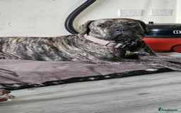 Bullmastiff dogs for sale: 11 Bullmastiff puppies for sale - Advert 26