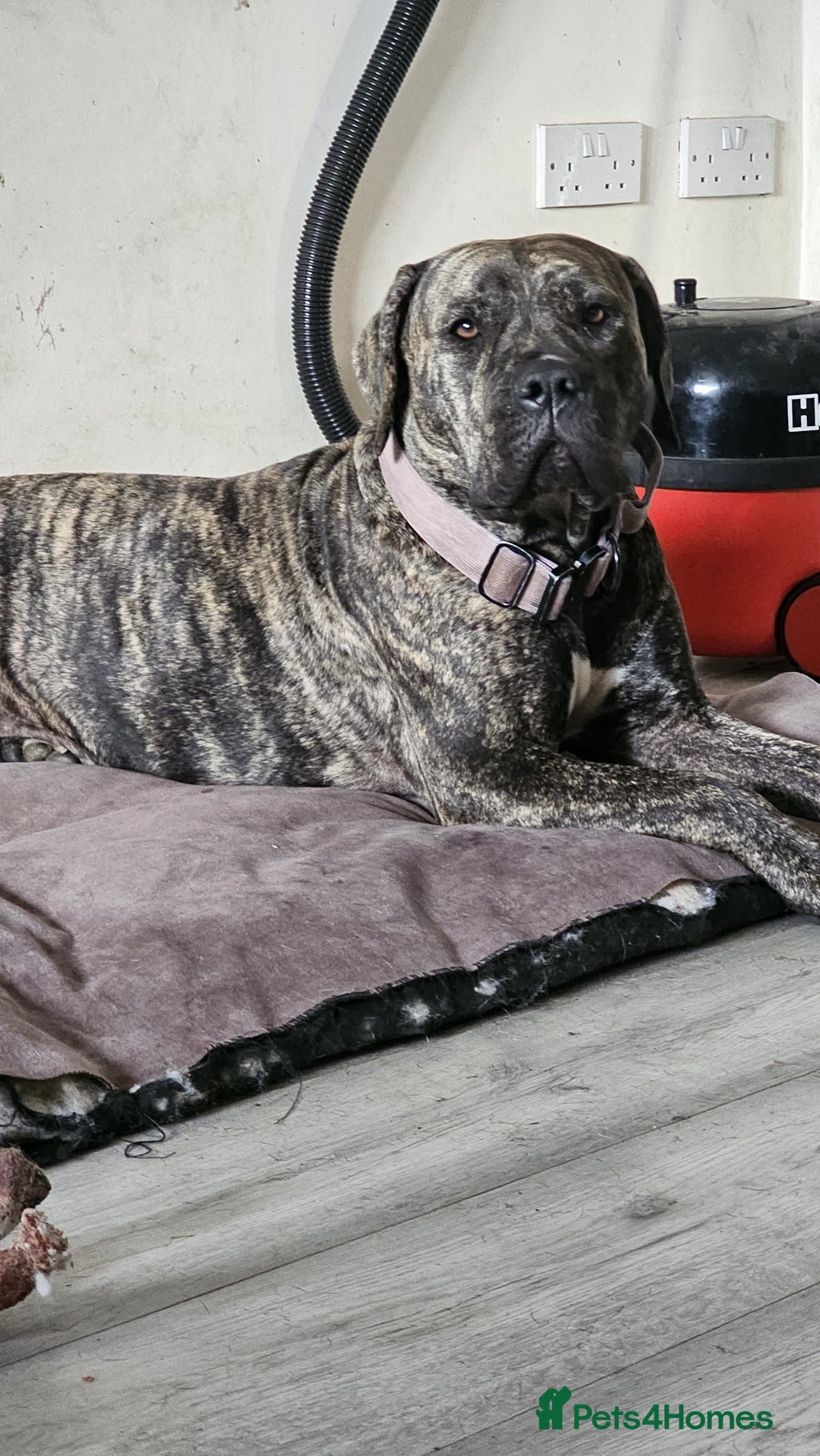 Bullmastiff dogs for sale: 11 Bullmastiff puppies for sale - Advert 26