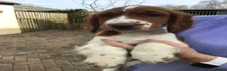 Welsh Springer Spaniel dogs for sale: Beautiful WELSH SPRINGER LAST FEW - Advert 2