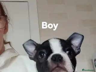 Boston Terrier dogs Boston terrier puppies - Advert 3
