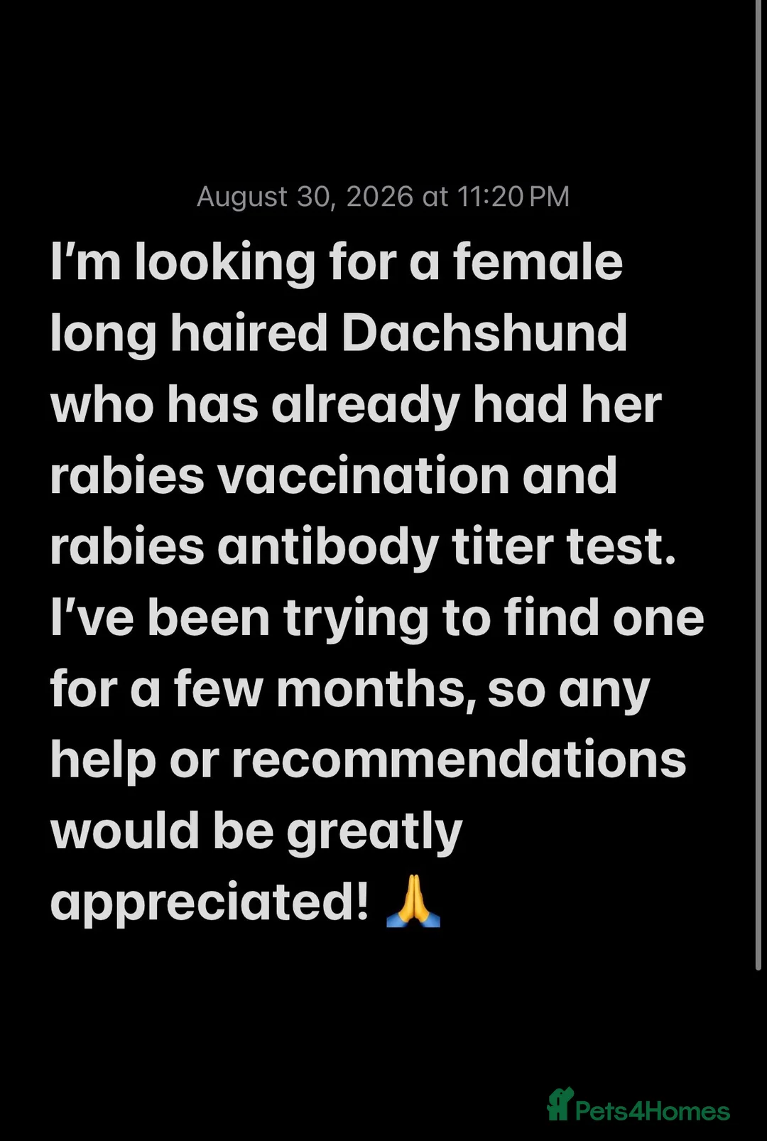Miniature Dachshund dogs for sale: Looking for a female LH mini dachshund  in London - Advert 1