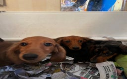 Miniature Dachshund dogs for sale: Stunning Puppies - Advert 4