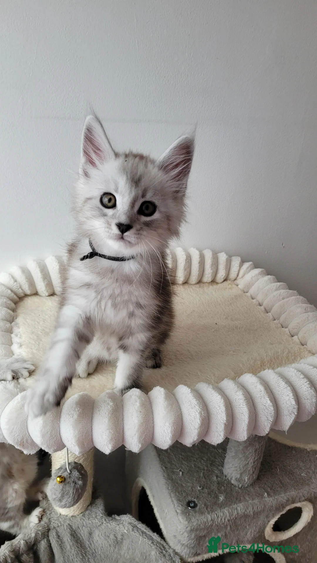 Maine Coon cats for sale: Tica registered Maine coon kittens  - Advert 19