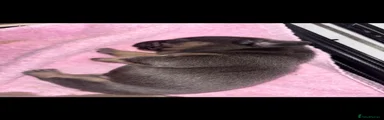 French Bulldog 2