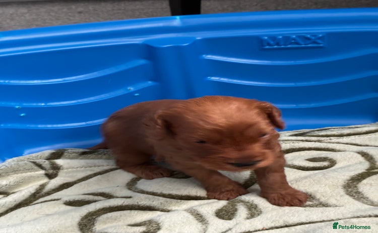 Cockapoo dogs - Advert 12