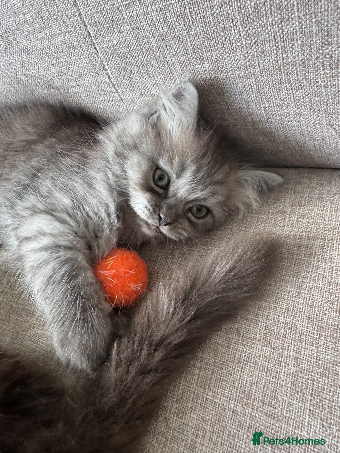 Persian cats Stunning Persian x Ragdoll kitten- last to rehome! - Advert 2