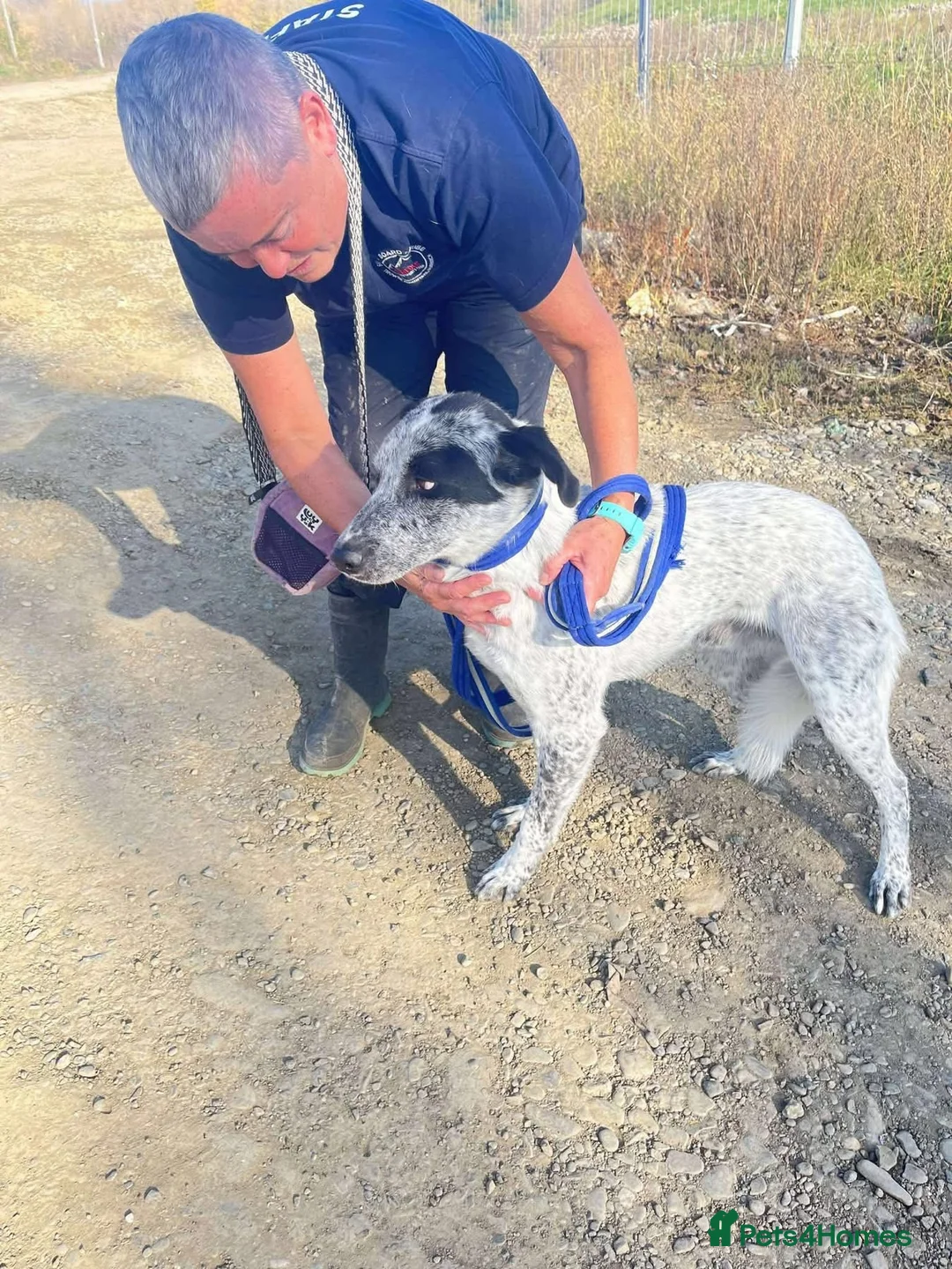 Mixed Breed dogs for adoption: Cessil - Norwich Norfolk  - Advert 16
