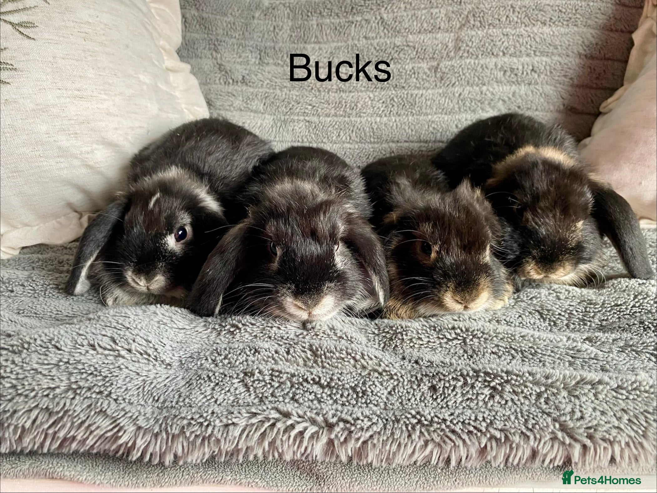 Mini Lop rabbits Mini lops bucks and does - Advert 4