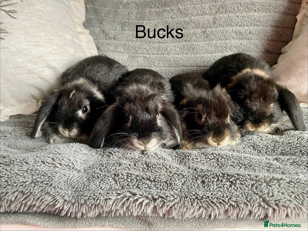 Mini Lop rabbits for sale: Mini lops bucks and does - Advert 1