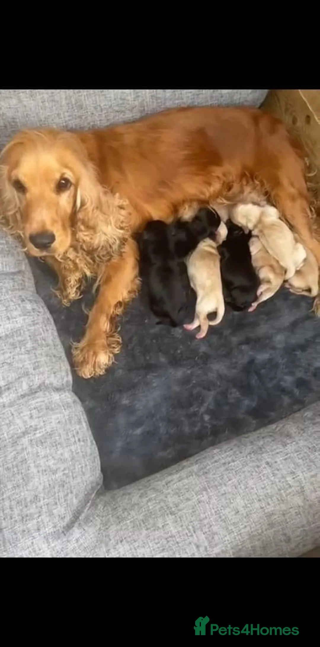 Cockerdor dogs for sale: Cockerdor Puppys 🐾 - Advert 2