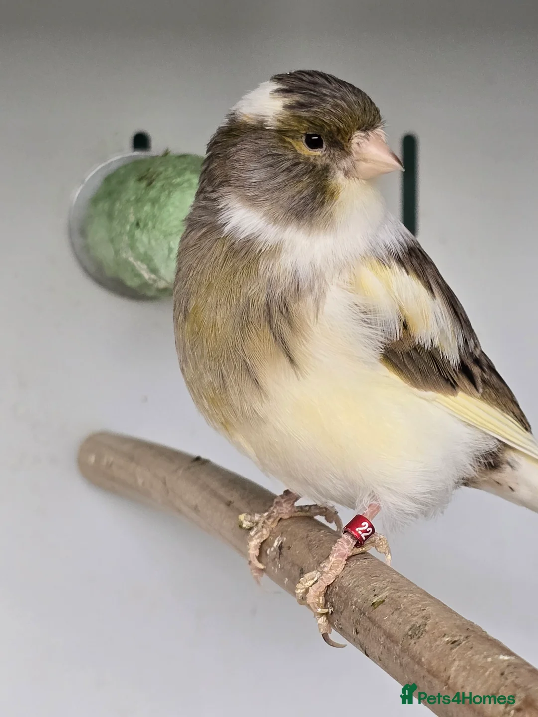 Canaries birds for sale: Stunning Fife & Gloster Canaries (pet or breeding) - Advert 9