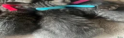 Mixed Breed cats for sale: Siamese cross  - Advert 4