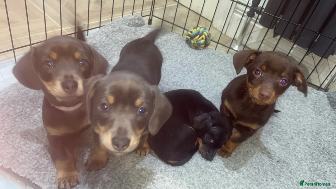 Chiweenie dogs for sale: Miniature Dachshund x Chihuahua  - Advert 12