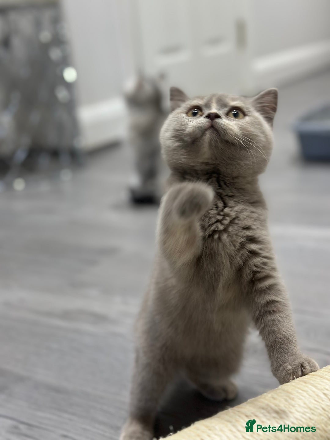 British Shorthair cats for sale: 🌈Choc Lilac Fawn Tortie Full Pedigree Brit BSH😍 - Image 30