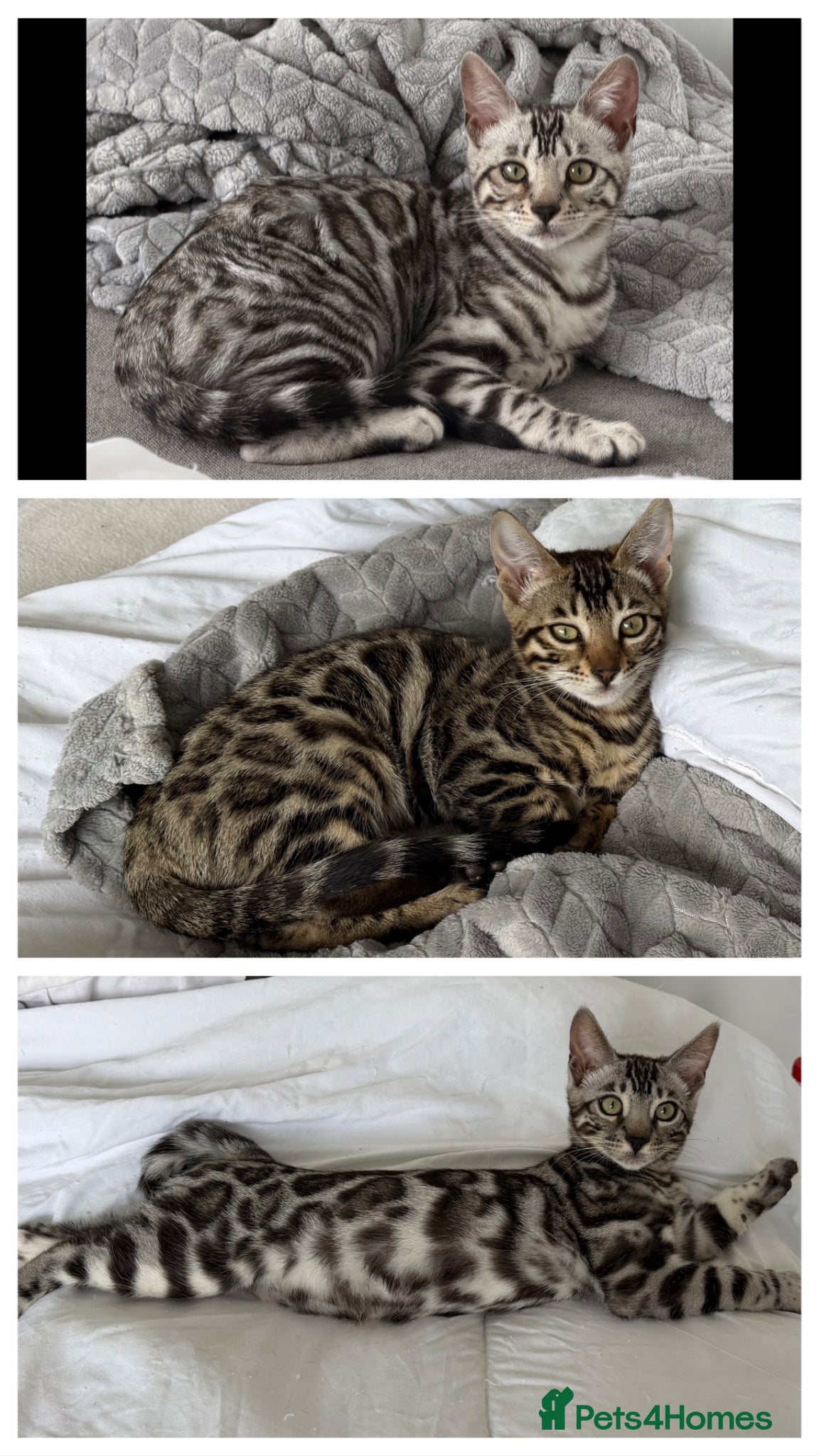 Bengal cats BENGAL 🔥 KITTENS TICA REGISTERED  - Advert 4