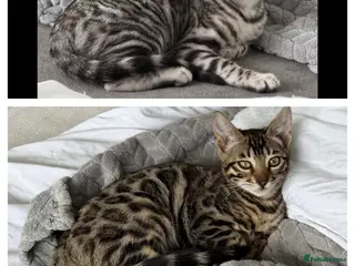 Bengal cats BENGAL 🔥 KITTENS TICA REGISTERED - Advert 4