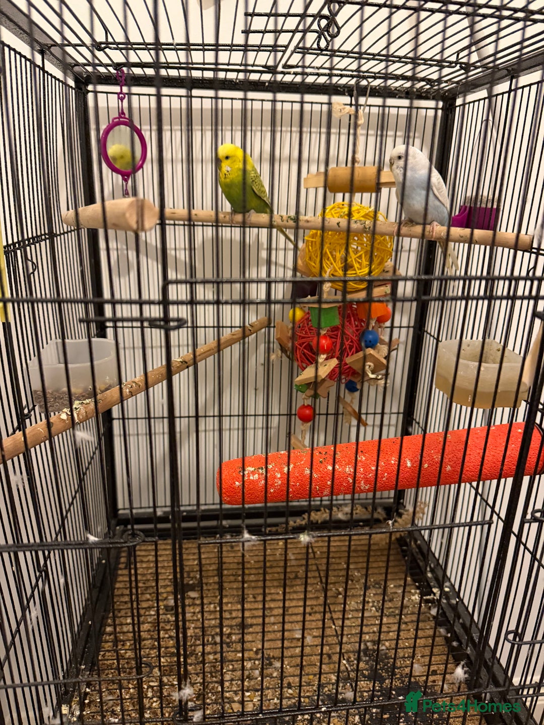 Budgerigars birds for sale: Blue and echo - Image 2