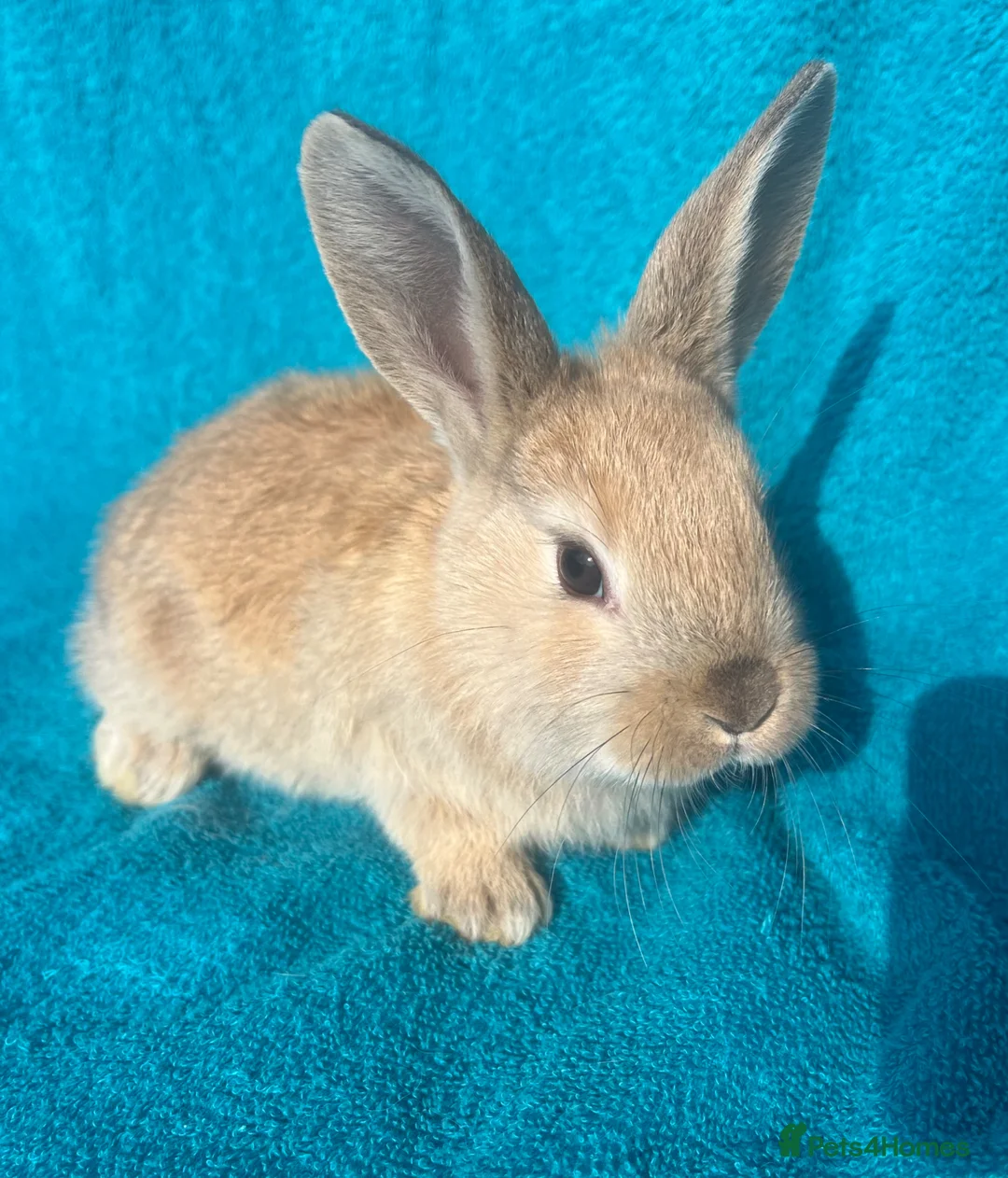 Mixed Breed rabbits for sale: Mixed baby rabbits - Advert 1