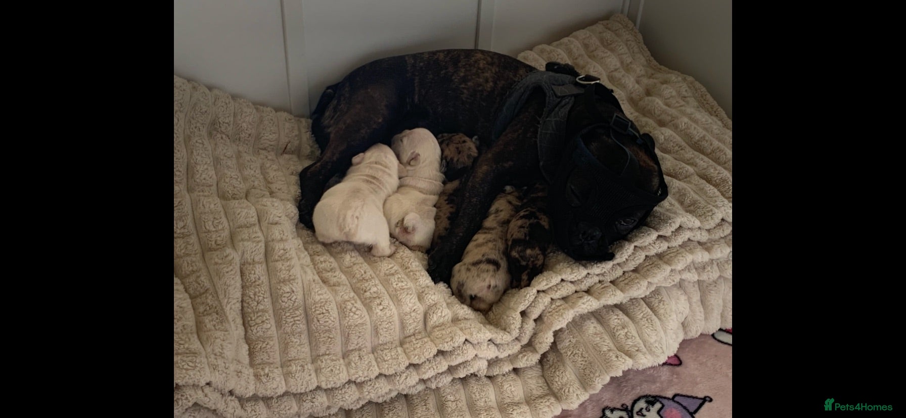 French Bulldog dogs Beautiful French Bulldog Puppies  - Advert 1
