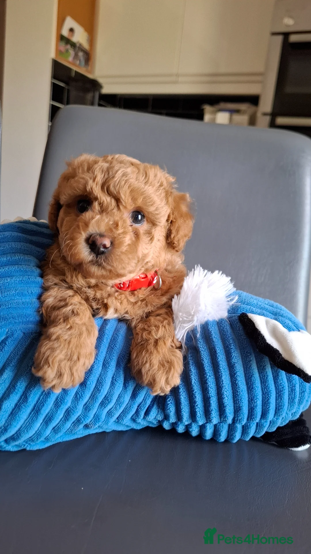 Maltipoo dogs for sale: Gorgeous Maltipoo Boy  - Advert 2