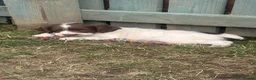 English Springer Spaniel dogs for sale: 2 male spaniel pups - Advert 7