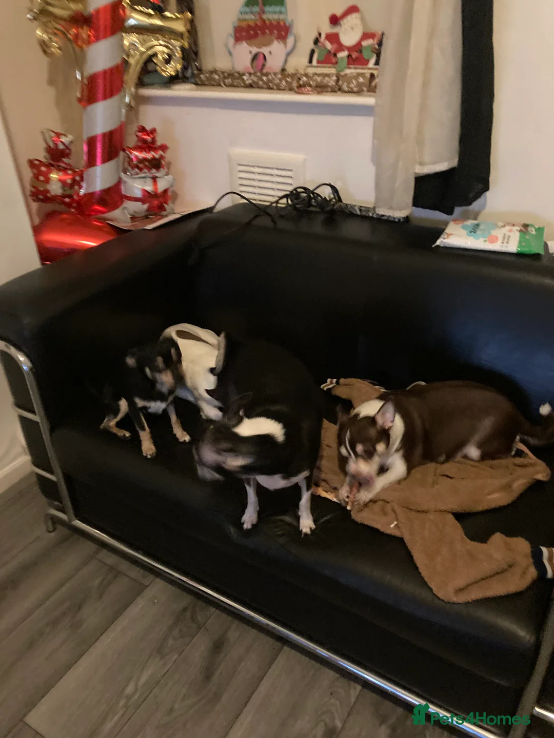 Chihuahua dogs for sale: Now only 2 chihuahua fur baby females for sale - Advert 13