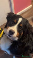 Bernese Mountain Dog dogs Bernese Mountain dog Puppy – Looking for Home - Advert 2