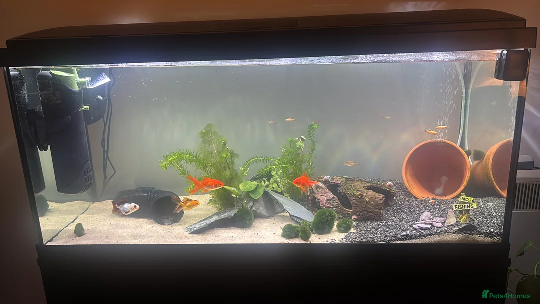 Fancy Goldfish fish for sale: 2 fancy goldfish  in Smethwick - Advert 1