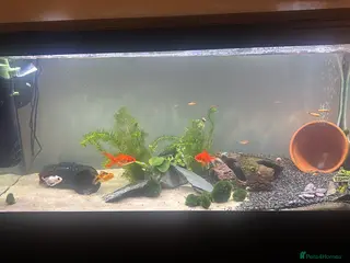 Fancy Goldfish fish 2 fancy goldfish - Advert 1