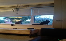 Mixed Breed cats for sale: Two indoor females seeking loving home together  - Image 16