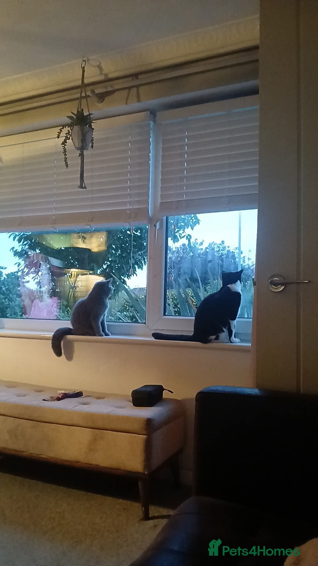 Mixed Breed cats for sale: Two indoor females seeking loving home together  - Image 16