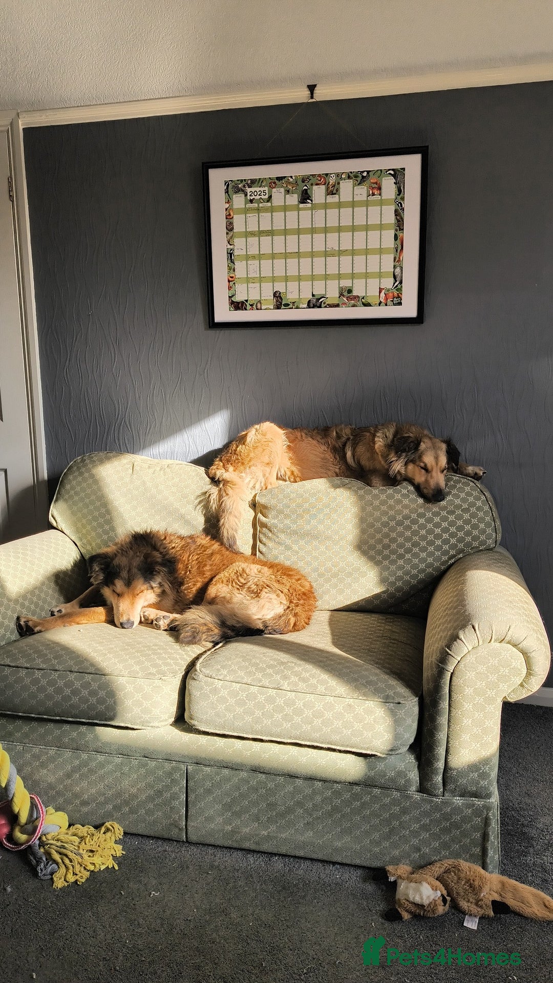 Mixed Breed dogs for adoption: COFFEE & ROBYN  – adopt a bonded pair  - Advert 2