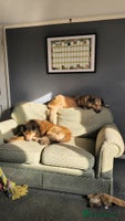 Mixed Breed dogs COFFEE & ROBYN – adopt a bonded pair - Advert 16