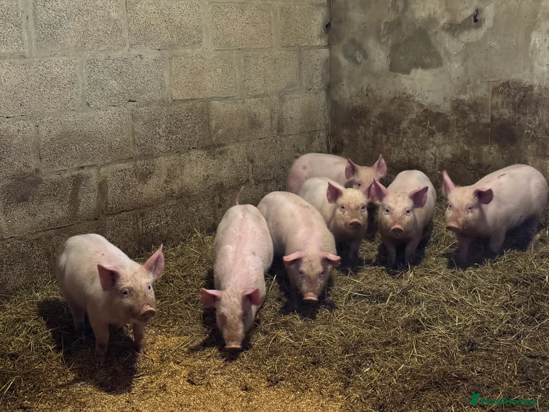 Pig livestock for sale: Pietrain cross Welsh weaners  - Advert 2