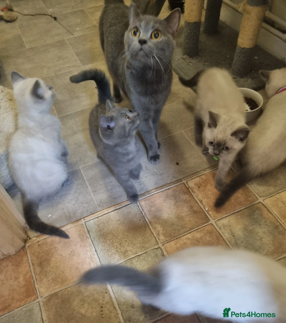 British Shorthair cats for sale: COLOURPOINT BSH - Advert 11