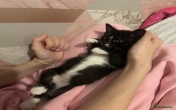 Mixed Breed cats for sale: 2 beautiful kittens left mixed breed - Image 1