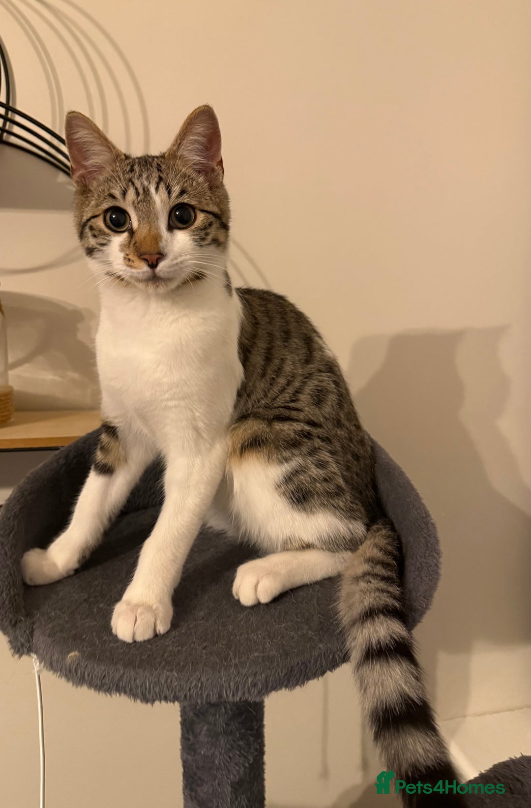 Bengal cats for sale: Half Bengal Kitten with gorgeous markings - Image 3