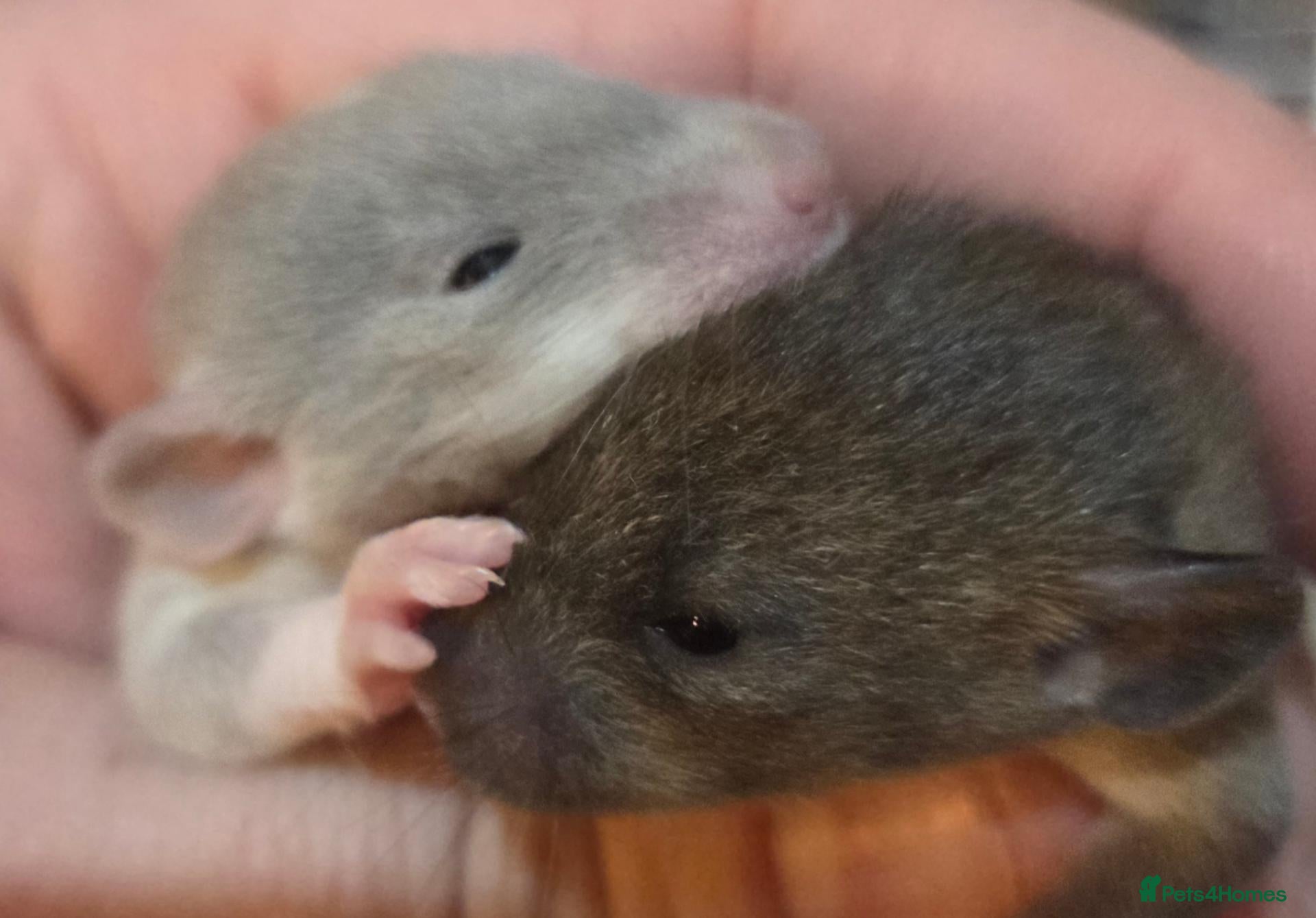 Rat rodents Dumbos and fancy rats sometimes balds.  - Advert 2