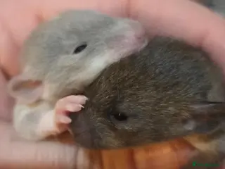 Rat rodents Dumbos and fancy rats sometimes balds. - Advert 2