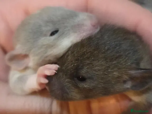 Rat rodents Dumbos and fancy rats sometimes balds. - Advert 2