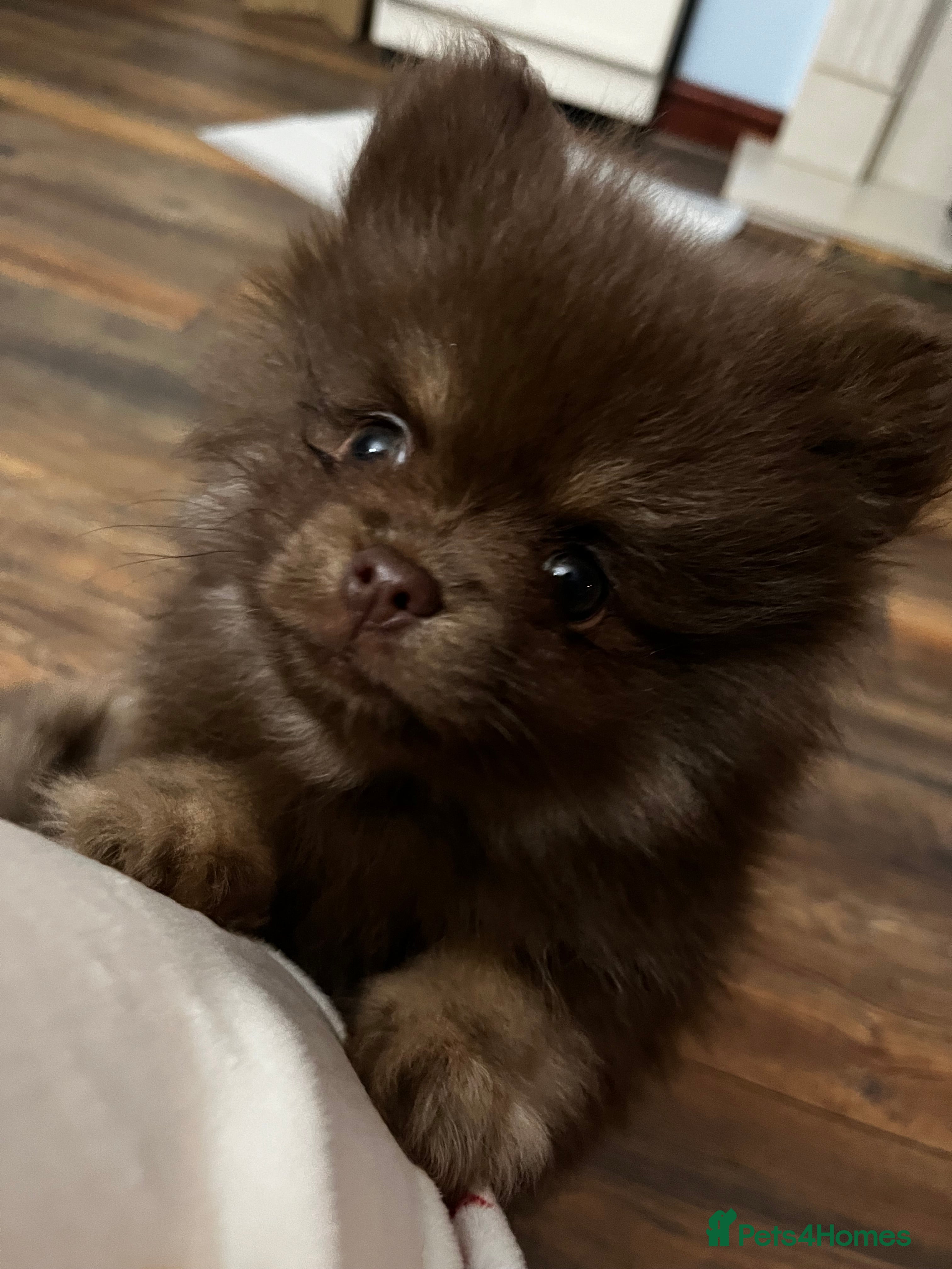 Pomeranian dogs READY NOW Super fluffy adorable Pomeranians  - Advert 5