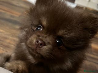 Pomeranian dogs READY NOW Super fluffy adorable Pomeranians - Advert 3