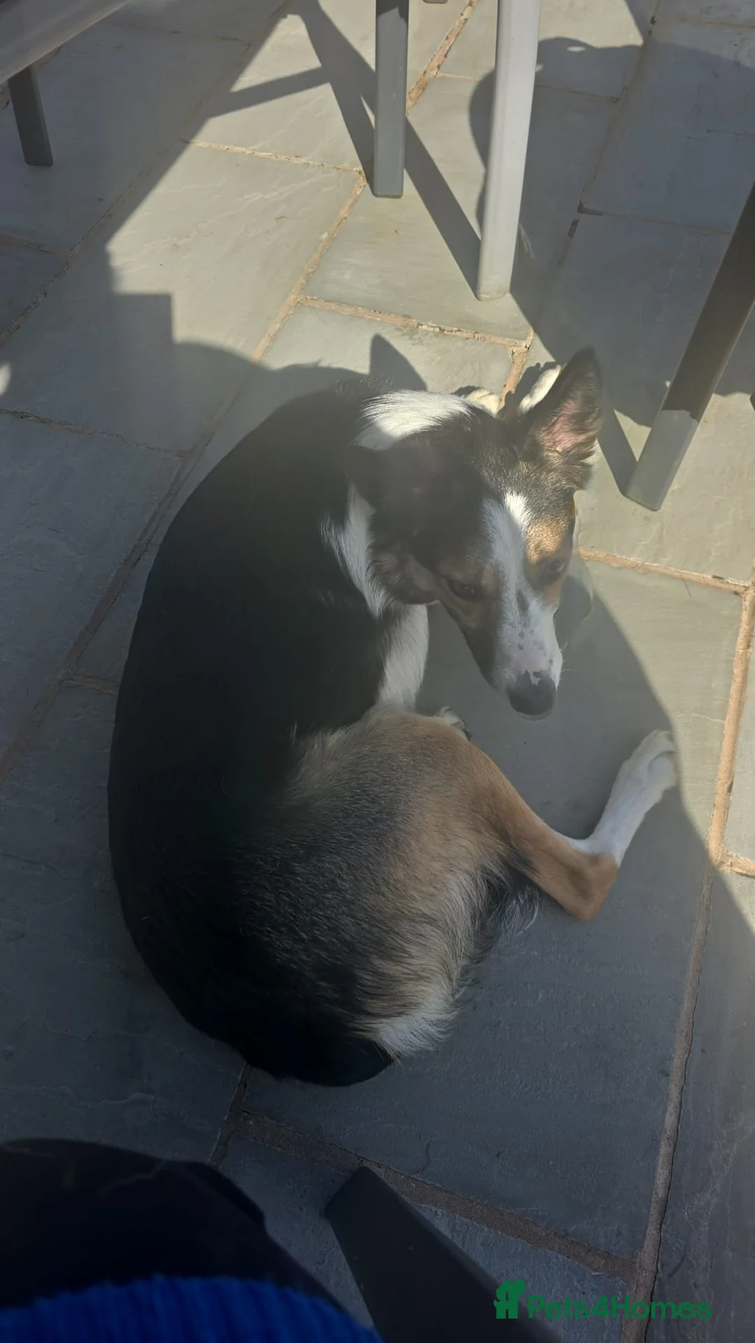 Smooth Collie dogs for sale: Smooth Collie looking for forever home  in Kettering - Advert 2