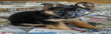 German Shepherd Puppy 5