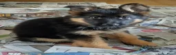 German Shepherd dogs for sale: QUALITY GERMAN SHEPHERD PUPPIES FOR SALE - Advert 4
