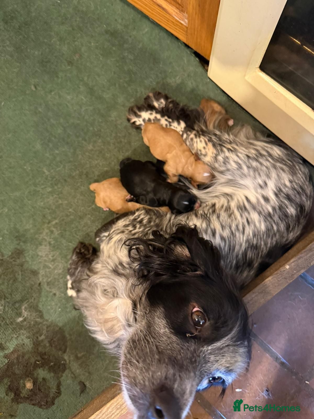 Cocker Spaniel dogs 3 beautiful cocker spaniel girls for sale - Advert 1